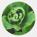 Zoek naar close up stickers Botanisch