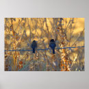 Zoek naar vogels op een draad posters Natuurfotografie