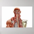 Zoek naar spieren van de anatomie posters Gezondheidszorg