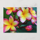 Zoek naar plumeria briefkaarten Roze