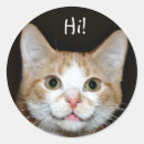 Zoek naar gember kat stickers Tabby
