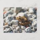 Zoek naar cricket briefkaarten Dier