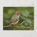 Zoek naar mannetje briefkaarten Vogel