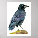 Zoek naar zwarte veren posters Vogel
