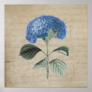 Zoek naar antiek botanische druk posters Hydrangea