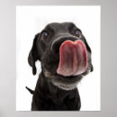 Zoek naar hond neus kunst Schattig