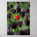 Zoek naar keukenhof tuin posters Bloom