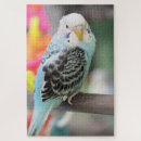 Zoek naar parkieten puzzels Schattig