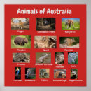 Zoek naar australische dieren posters Voor iedereen