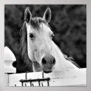 Zoek naar witte paarden posters Voor iedereen