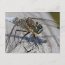 Zoek naar vliegend insect briefkaarten Libellen