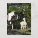 Zoek naar paard afbeelding briefkaarten Foto