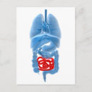 Zoek naar interne organen posters Darmen