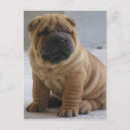 Zoek naar chinese shar pei briefkaarten Puppy