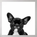 Zoek naar schattige honden posters Voor hondenliefhebber