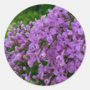 Zoek naar sering stickers Bloemen