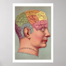 Zoek naar phrenology Hoofd
