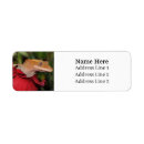 Zoek naar gecko retouretiketten Reptiel