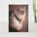 Zoek naar katten miauw kaarten Elk persoon