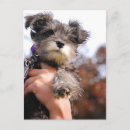 Zoek naar miniature schnauzer briefkaarten Puppy