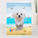 Zoek naar maltese hond kaarten Dier