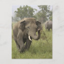 Zoek naar aziatische olifant briefkaarten Grasland