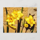 Zoek naar narcissus briefkaarten Jonquil