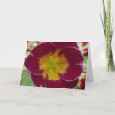 Zoek naar primula kaarten Voor iedereen