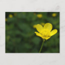 Zoek naar boterbloem briefkaarten Wildflower