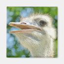 Zoek naar portret magneten Vogels