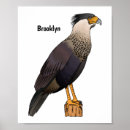 Zoek naar roofvogel cartoon posters Voor kinderen