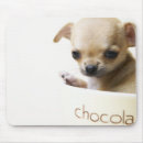 Zoek naar chihuahua hond muismatten Studioshot