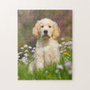 Zoek naar golden retriever puzzels Hond