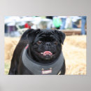 Zoek naar black pug kunst Gezelschapsdieren