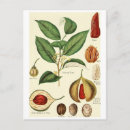Zoek naar vintage illustraties briefkaarten Voedsel
