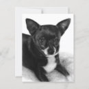 Zoek naar hond portretten briefkaarten Hondenliefhebber