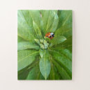 Zoek naar ladybug puzzels Ladyvogel