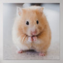Zoek naar grappige hamsters posters Elk persoon
