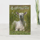 Zoek naar sheep kaarten Boerderij