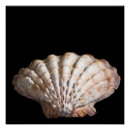 Zoek naar weekdier posters Schelp