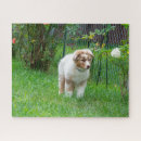 Zoek naar australian shepherd puzzels Aussie