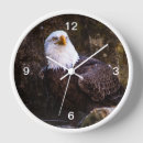 Zoek naar kale adelaars klokken Wild