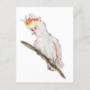Zoek naar papegaai briefkaarten Vogel