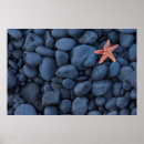 Zoek naar starfish kunst Fotografie