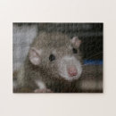 Zoek naar ratten puzzels Fotografie