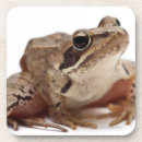 Zoek naar reptielen onderzetters Schelpen