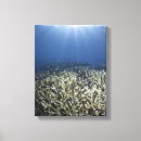 Zoek naar doods kunst Zeedieren