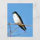 Zoek naar swallow briefkaarten Wild