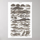 Zoek naar reptiel posters Krokodillen