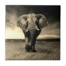 Zoek naar olifant tegels Wilde dieren